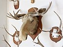 File:Alces alces elan trophee chateau Tanlay.jpg