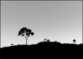Thumbnail for version as of 01:48, 8 July 2026