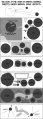 Thumbnail for version as of 01:45, 8 July 2026