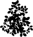 Thumbnail for version as of 01:47, 8 July 2026